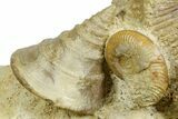 Jurassic Fossil Ammonites, Sea Snail, and Clam - Évrecy, France #367913-2
